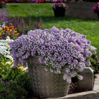 Алиссум Норт Фэйс Лавендер (каскадный)