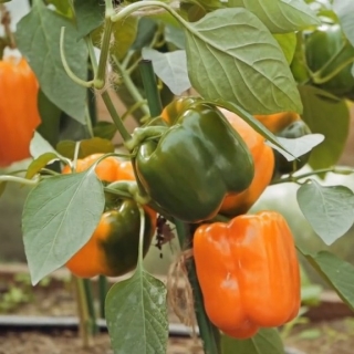 Перец Аллар F1