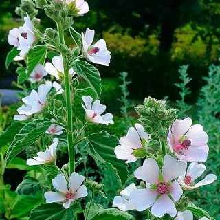 Алтей Лекарственный