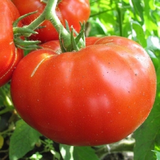 Томат Алые паруса