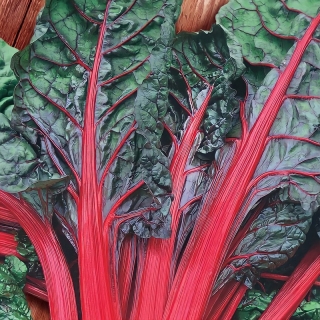 Мангольд Алый