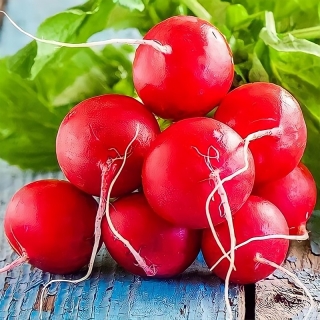 Редис Алый Шар