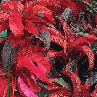 Амарант Багрянец овощной