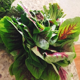 Амарант Гринго