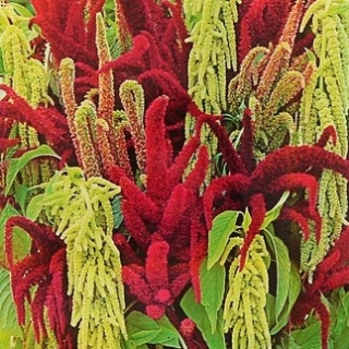 Амарант Магический Фонтан