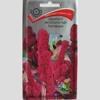 Амарант Ред Кафедрал метельчатый