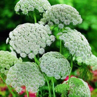 Амми Серебряный шатер