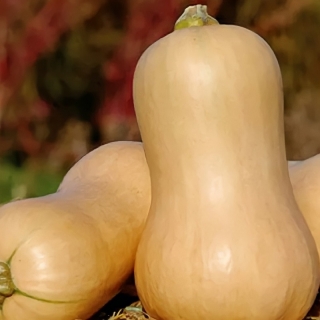 Тыква Ананасная F1