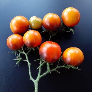 Томат Палка Синяя (большой пакет)