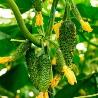 Огурец Андрюша F1