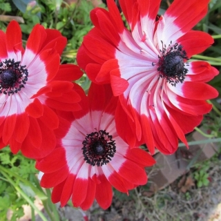 Анемона Mona Lisa Scarlet Eye (большой пакет)