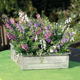 Ангелония Serenita mix F1 (большой пакет)