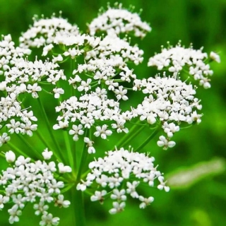 Анис овощной Блюз