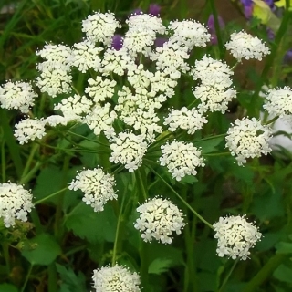 Анис Обыкновенный