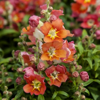 Антирринум Антик Оранж биколор (Львиный зев)