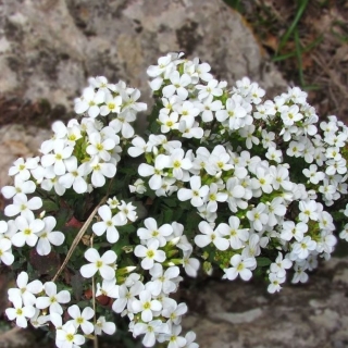 Арабис Грандифлора Суперба (альпийский)