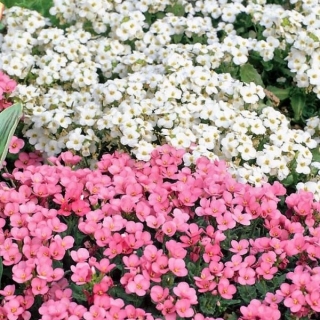 Арабис Персидский ковер