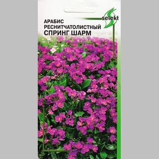 Арабис Спринг Шарм реснитчатолистный