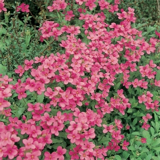 Арабис Розовый поток