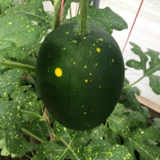 Арбуз Оранжевый король