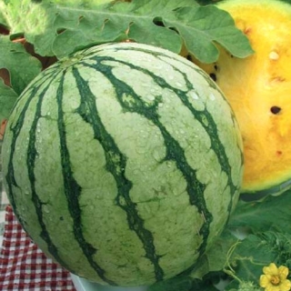 Арбуз Принц Чарльз F1