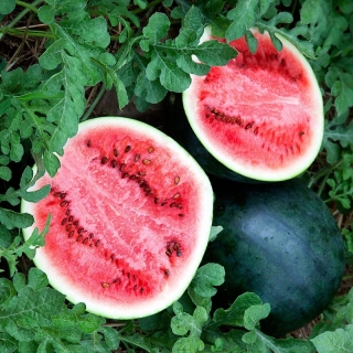 Арбуз Сахарный малыш