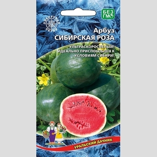 Арбуз Сибирская Роза