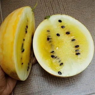 Арбуз Солярис