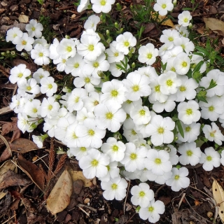 Песчанка Близзард (горная)