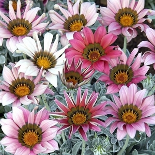 Газания (гацания) Арктик Энжелс