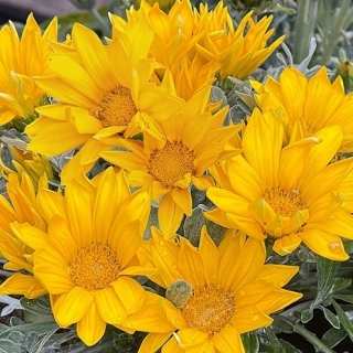 Газания (гацания) Арктик Сан