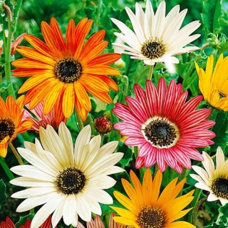 Арктотис Веселый Арлекин