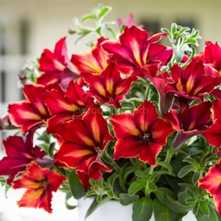 Петуния Комплиментуния F1 Арлекино