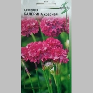 Армерия Балерина красная