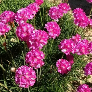 Армерия Блестящая роза (приморская)