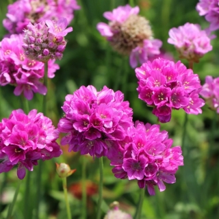 Армерия Луизианская (приморская)