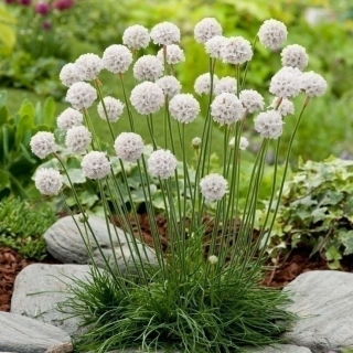 Армерия Снежная армада (приморская)