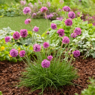 Армерия Утренняя Звезда (приморская)