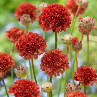 Армерия Балерина Красная