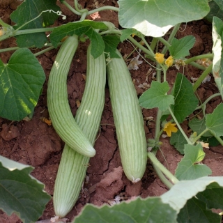 Огурец Армянский