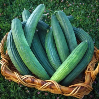 Огурец Армянский Богатырь зелёный (Дыня змеевидная)