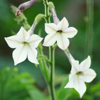 Табак Ароматный душистый