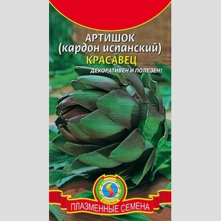Артишок Красавец (кардон испанский)