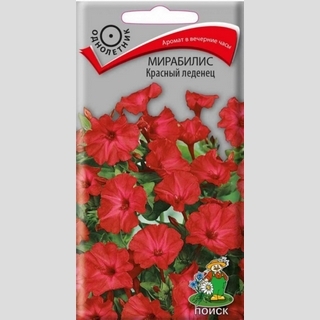 Мирабилис ялапа Красный леденец