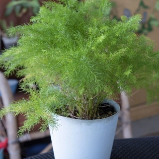 Аспарагус Абу-Даби