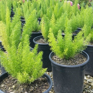 Аспарагус Файзи Ферн Фризз