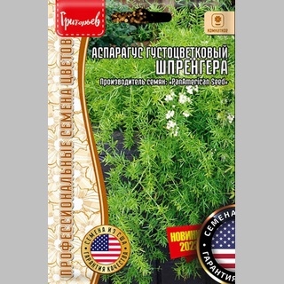 Аспарагус Шпренгера густоцветковый (большой пакет)