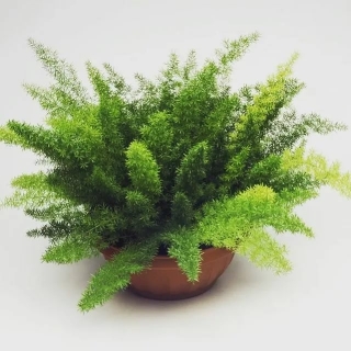 Аспарагус Мейера (Зеленый дом)