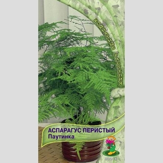 Аспарагус Паутинка (перистый)