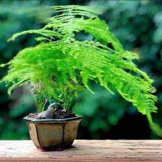 Шатавари (Аспарагус) Setaceus карликовый (большой пакет)